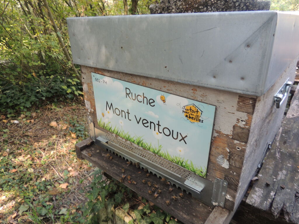 La ruche Mont ventoux