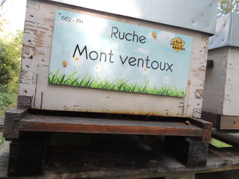 La ruche Mont ventoux