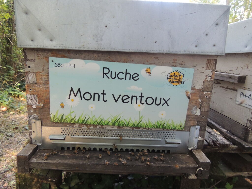 La ruche Mont ventoux