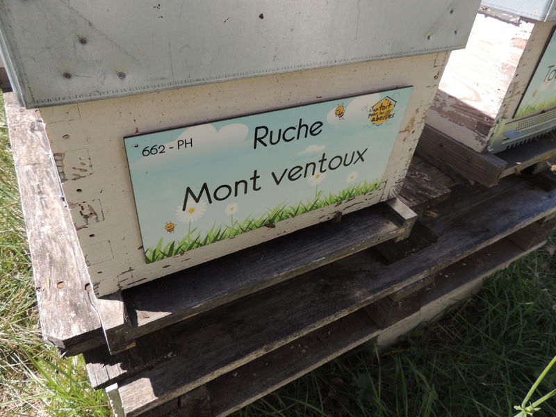 La ruche Mont ventoux