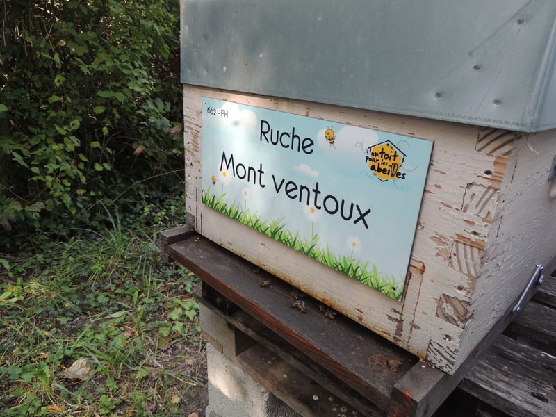 La ruche Mont ventoux