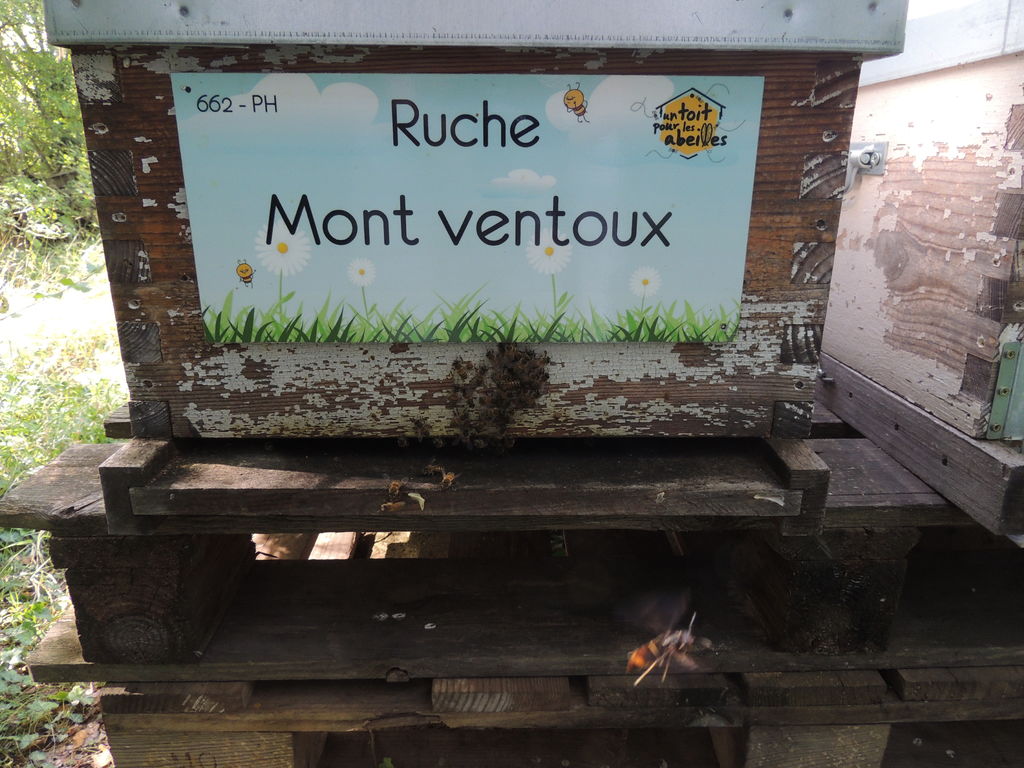 La ruche Mont ventoux