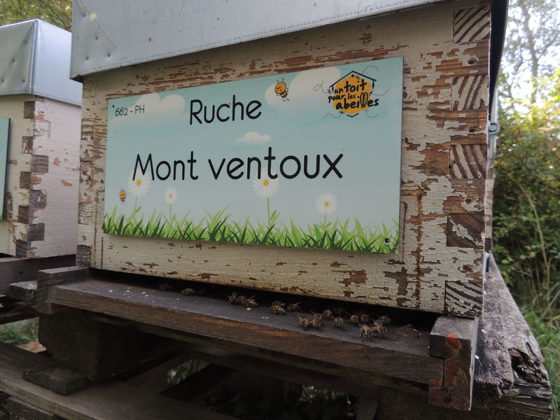 La ruche Mont ventoux