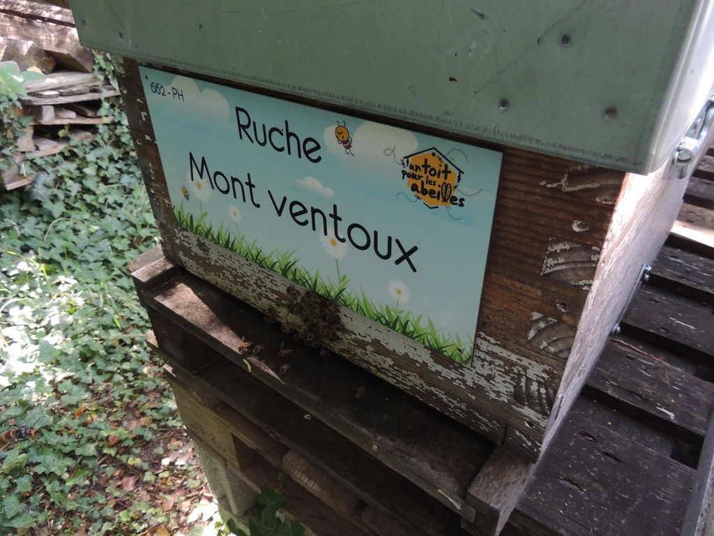 La ruche Mont ventoux