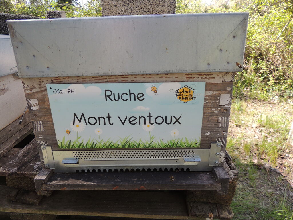 La ruche Mont ventoux