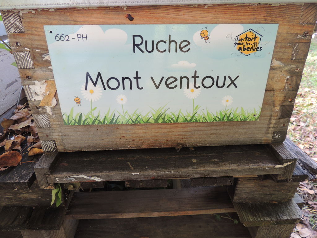 La ruche Mont ventoux