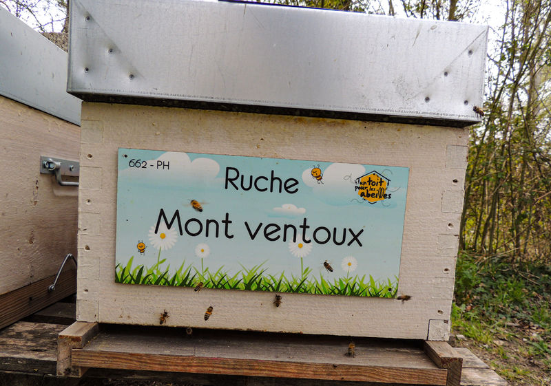 La ruche Mont ventoux