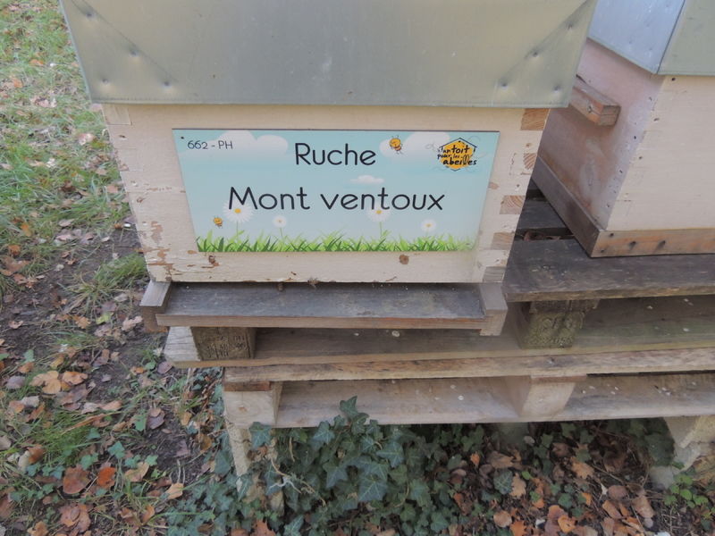 La ruche Mont ventoux
