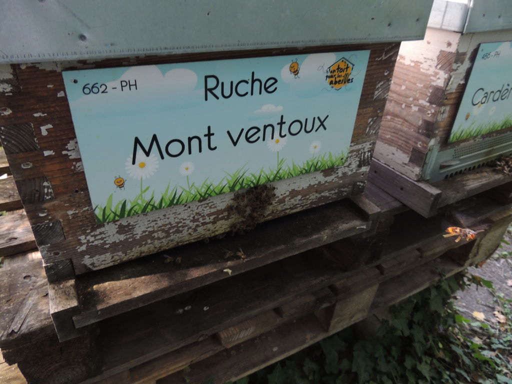 La ruche Mont ventoux