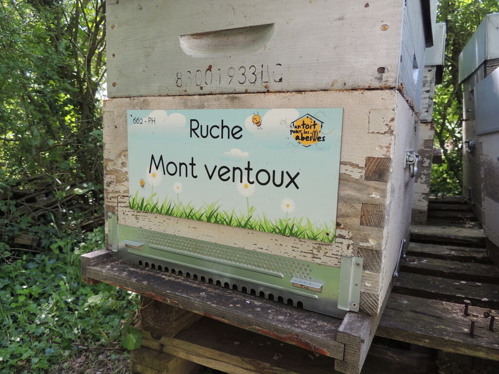 La ruche Mont ventoux