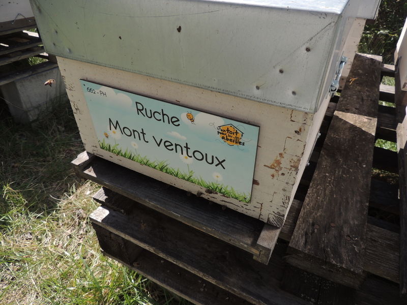 La ruche Mont ventoux