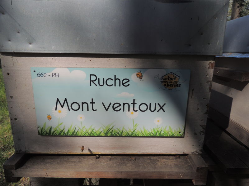 La ruche Mont ventoux