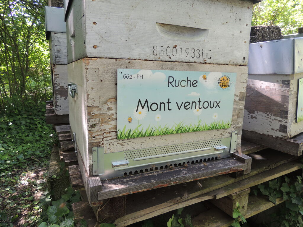 La ruche Mont ventoux