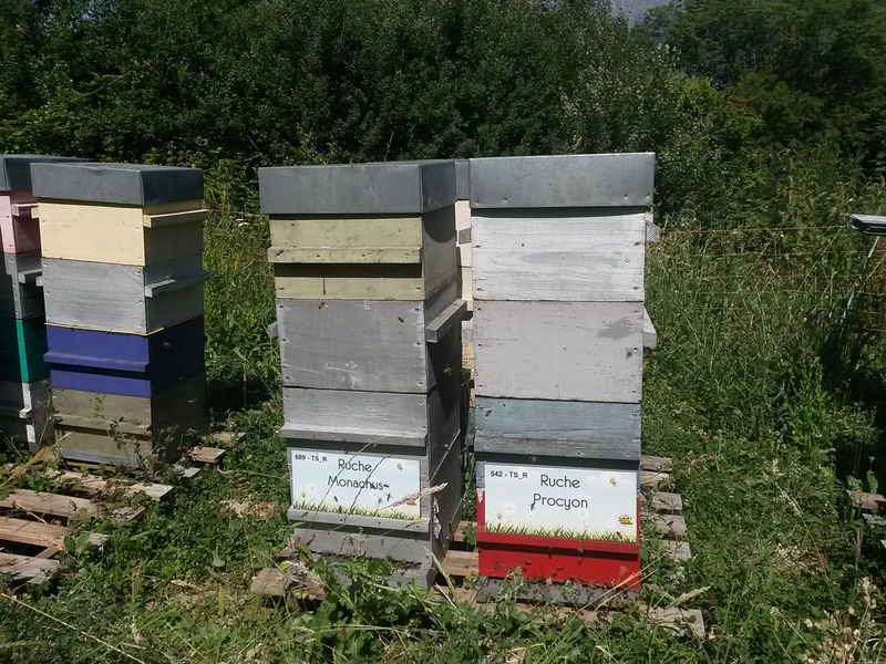 La ruche Procyon