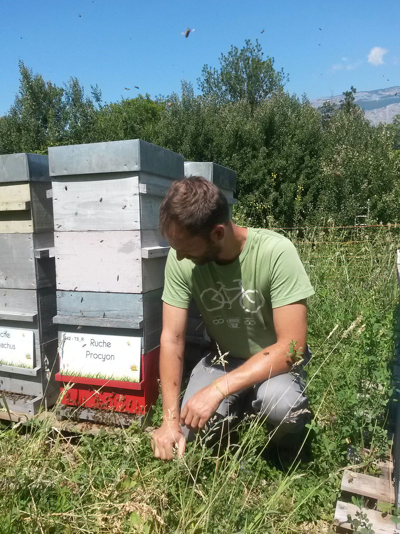La ruche Procyon