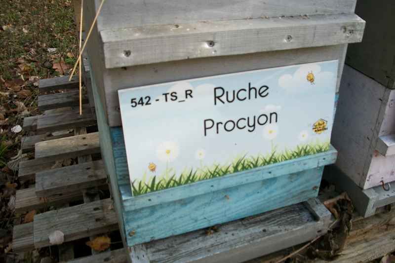 La ruche 