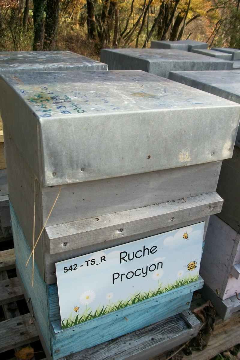 La ruche Procyon