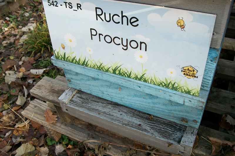 La ruche Procyon