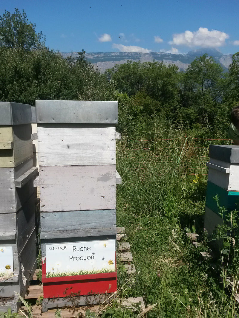 La ruche Procyon