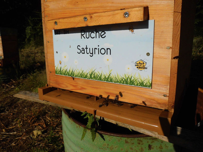 La ruche Satyrion