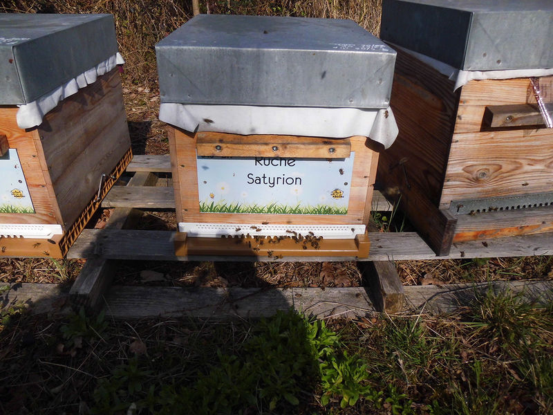 La ruche Satyrion