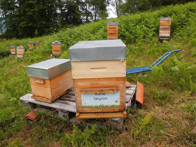 La ruche Satyrion