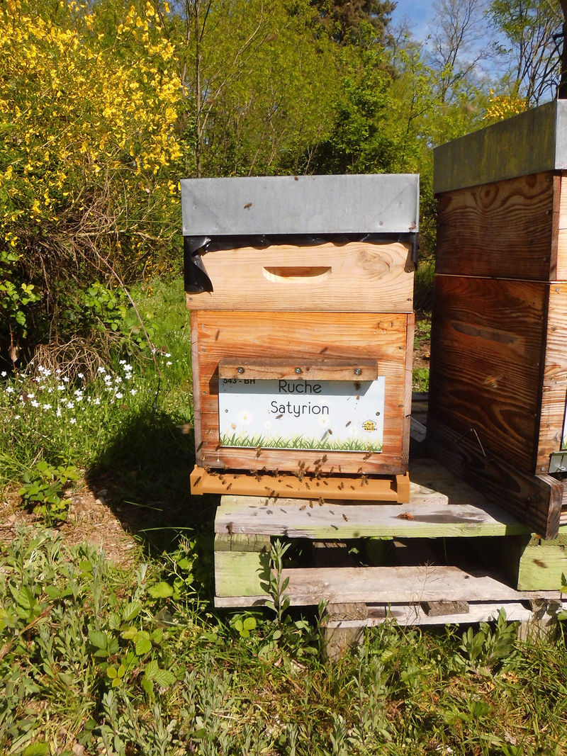 La ruche Satyrion