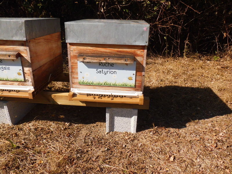 La ruche Satyrion
