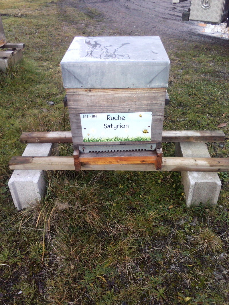 La ruche Satyrion
