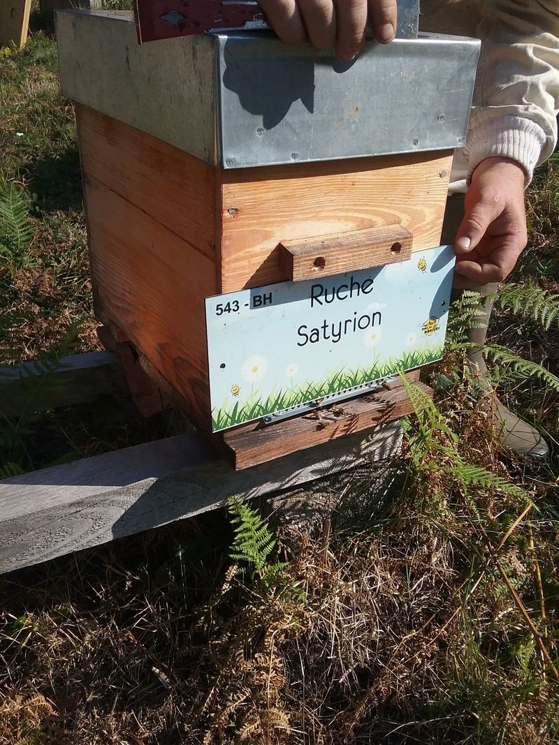 La ruche Satyrion