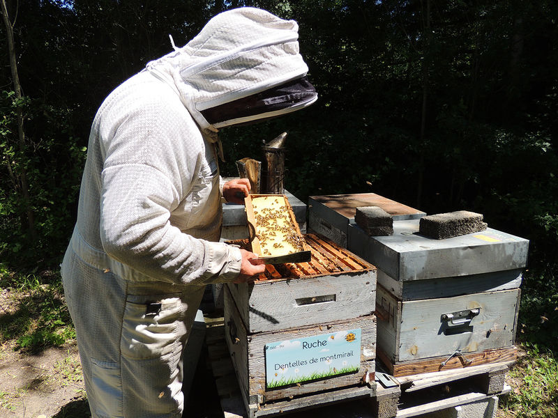 La ruche Dentelles de montmirail