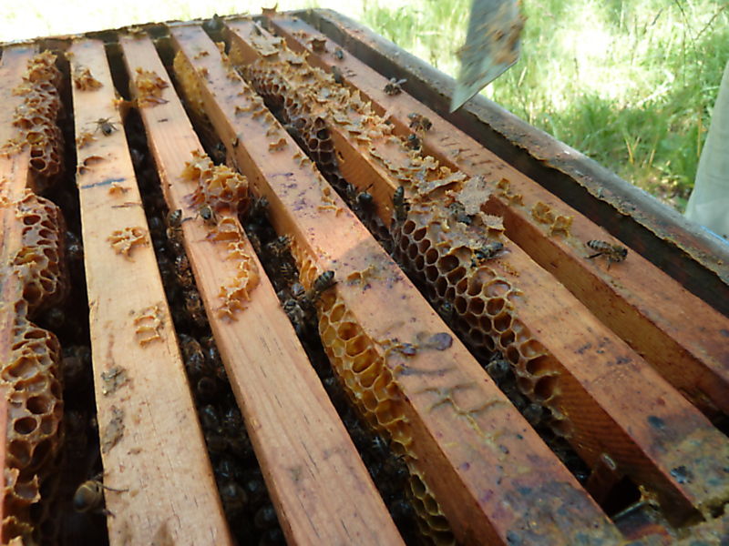 La ruche Dentelles de montmirail