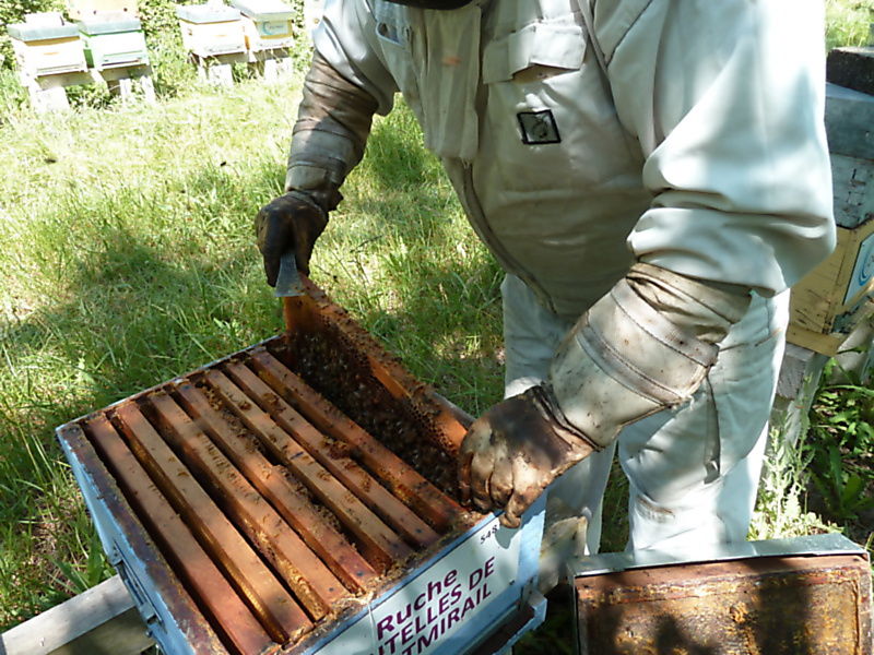 La ruche Dentelles de montmirail
