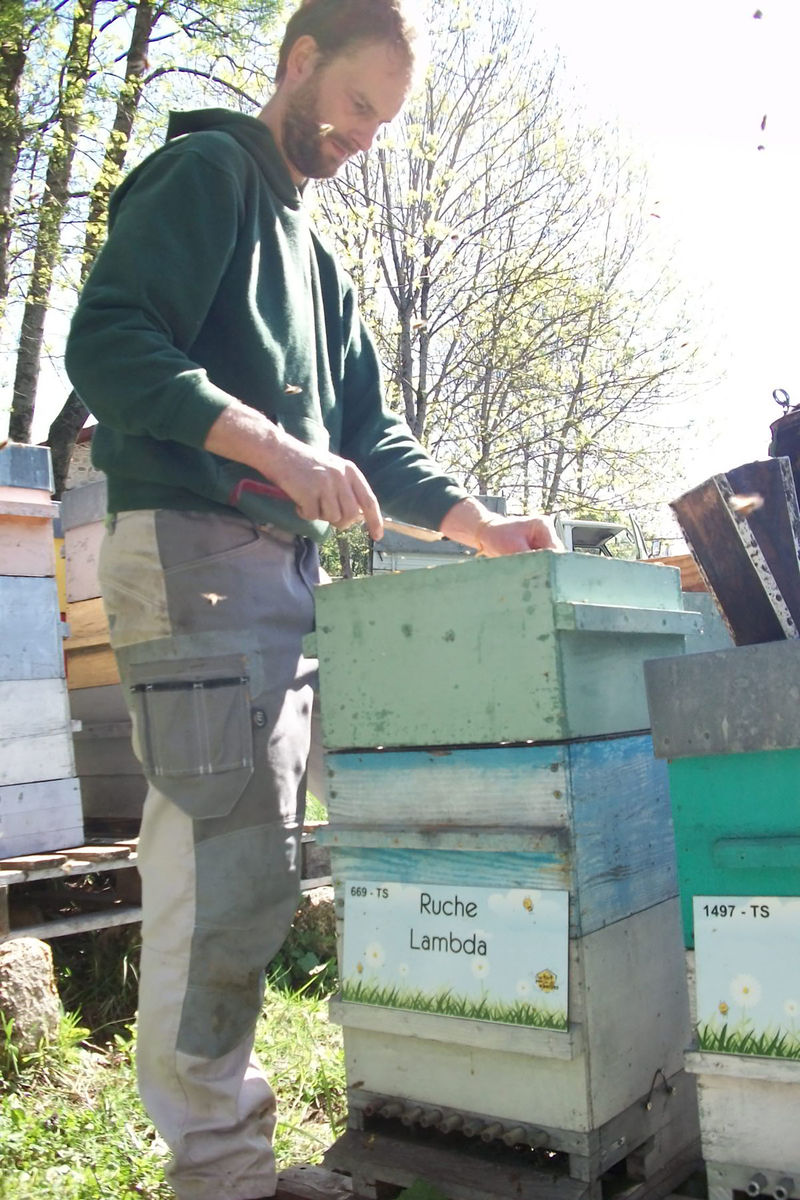 La ruche Lambda