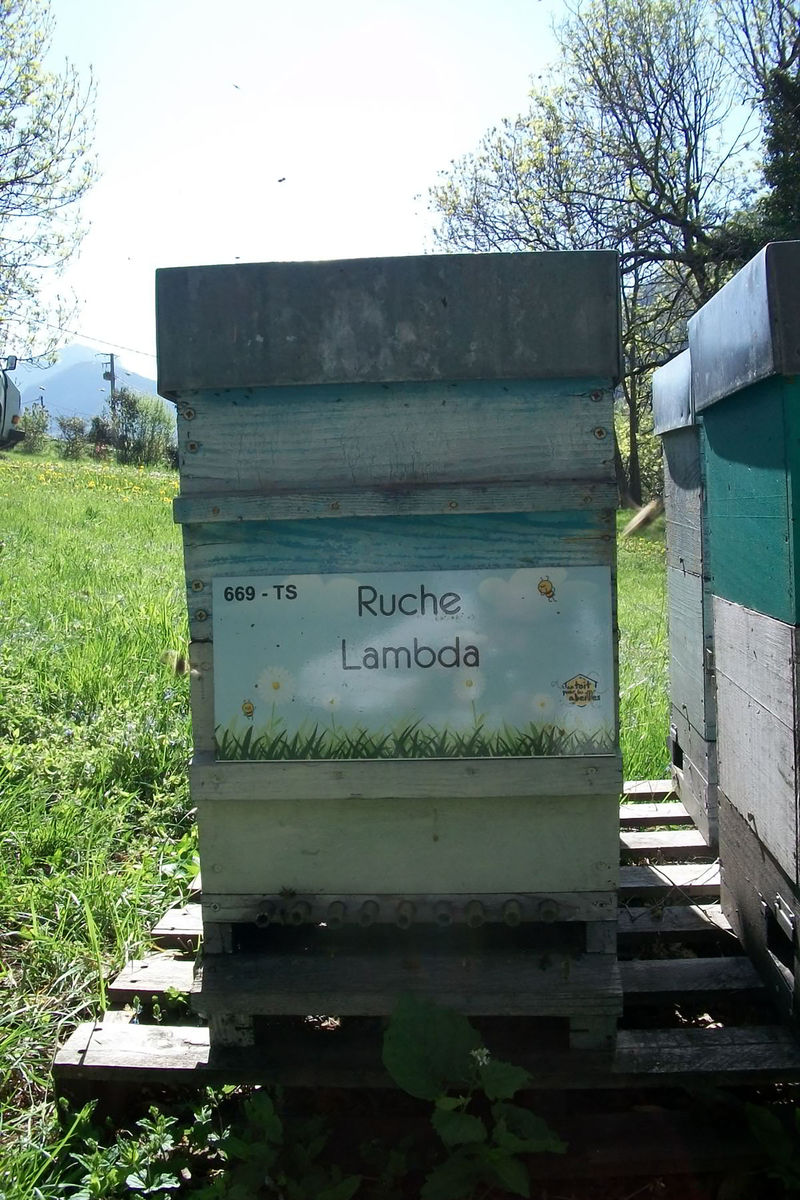 La ruche Lambda