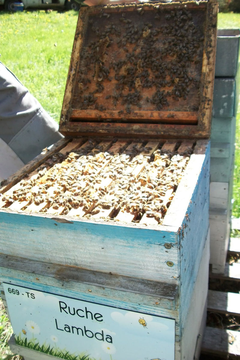 La ruche Lambda