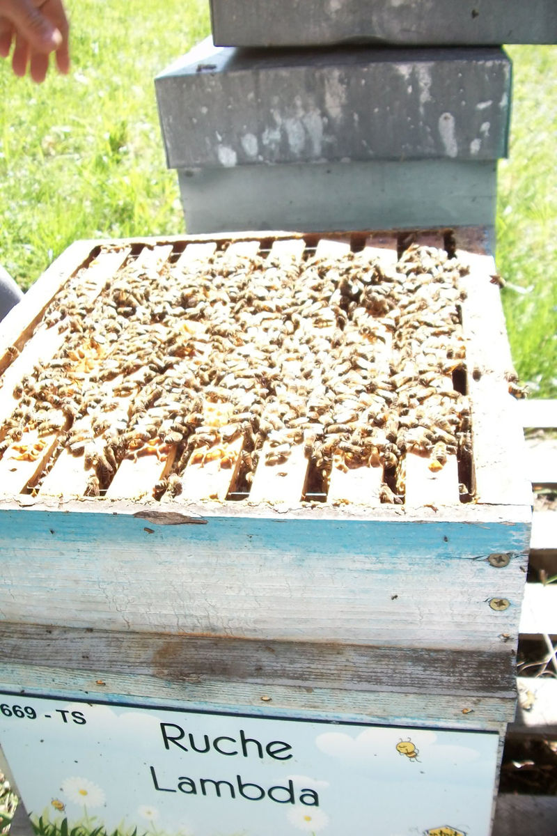 La ruche Lambda