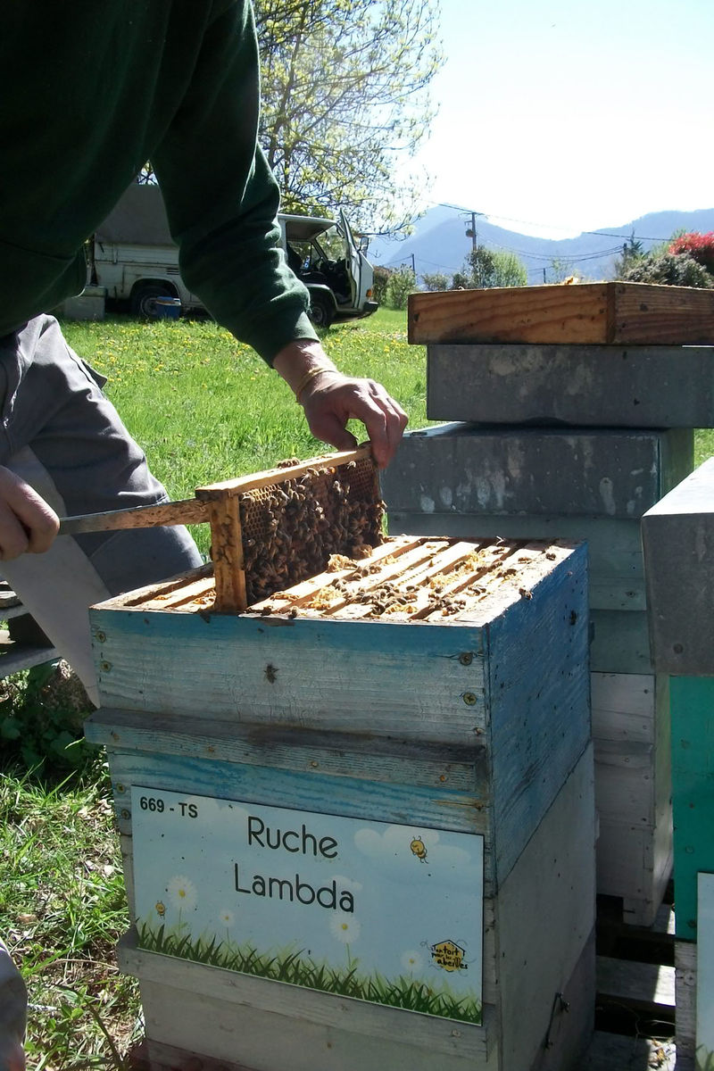 La ruche Lambda