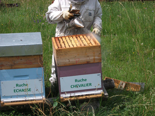La ruche Chevalier