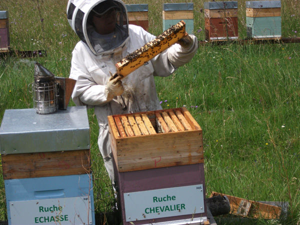 La ruche Chevalier