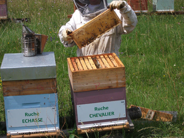 La ruche Chevalier