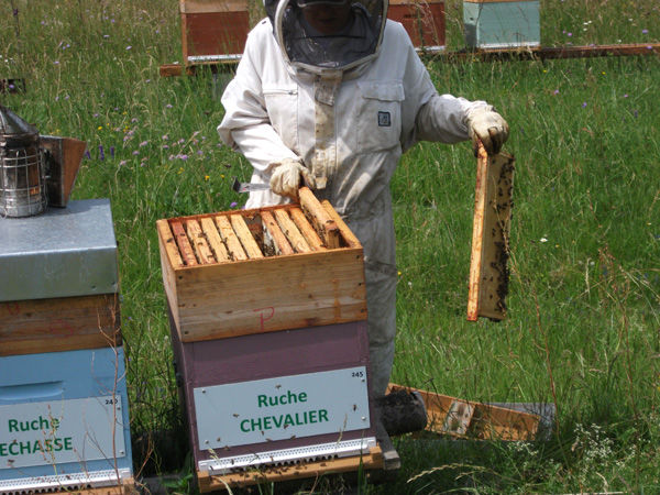 La ruche Chevalier
