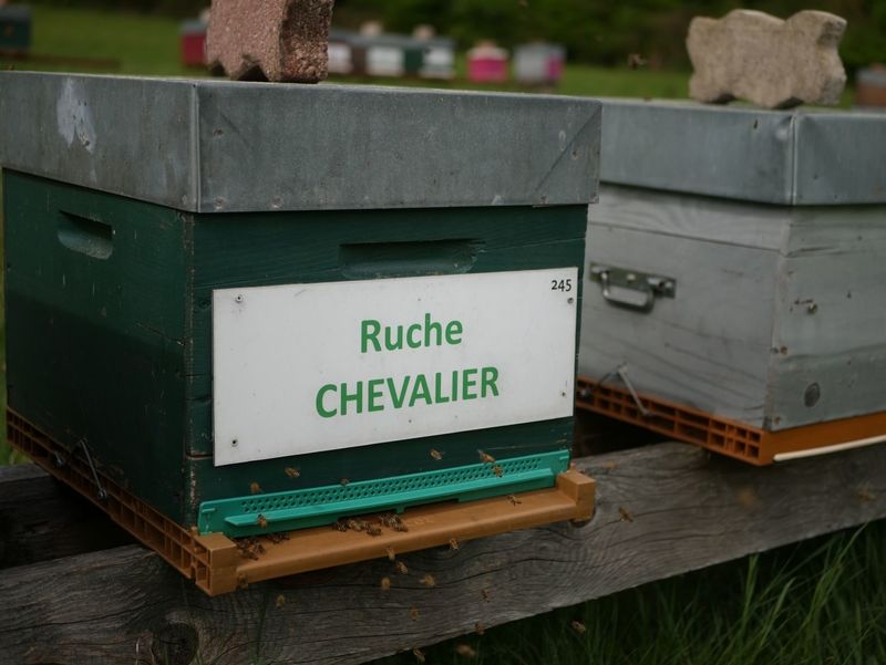 La ruche Chevalier