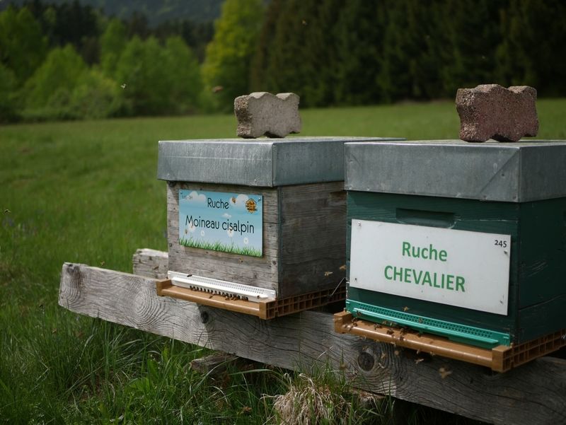 La ruche Chevalier
