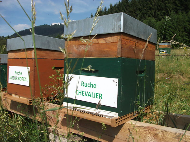 La ruche Chevalier