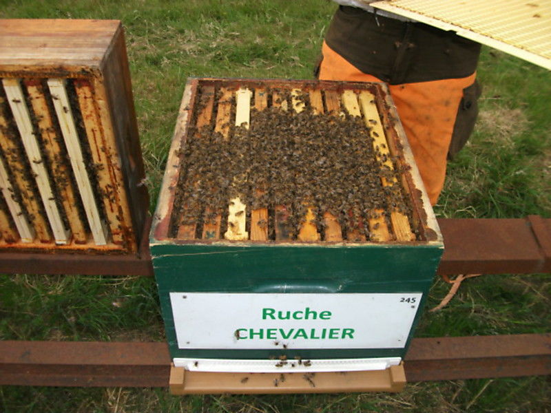 La ruche Chevalier