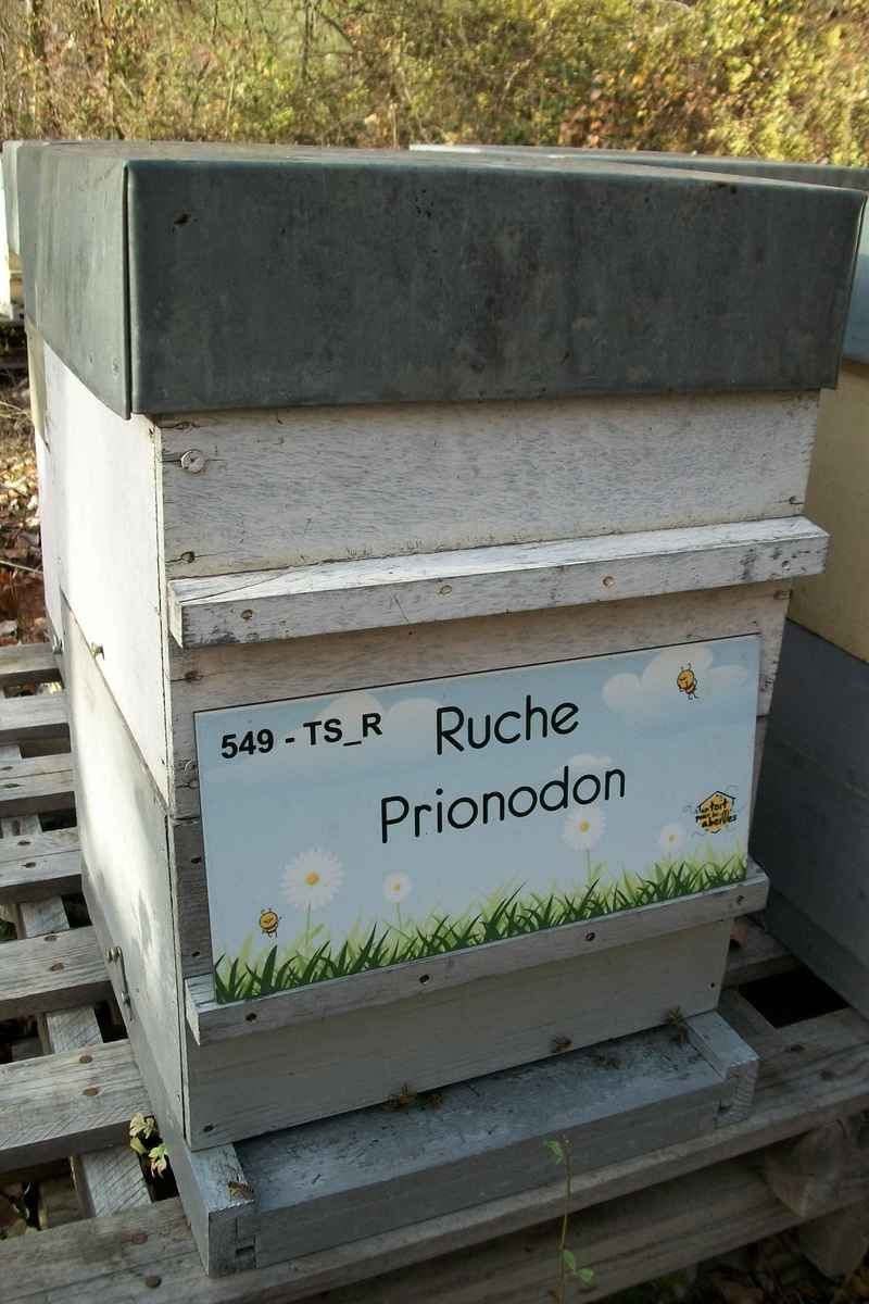 La ruche