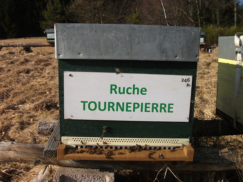 La ruche Tournepierre