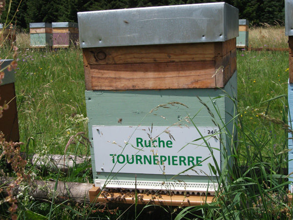 La ruche Tournepierre