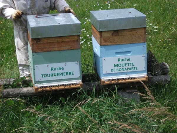 La ruche Tournepierre
